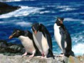 /album/hayvanlar-alemi/www-wallpapersharing-com-waiting-in-line-rockhopper-penguins-jpg/